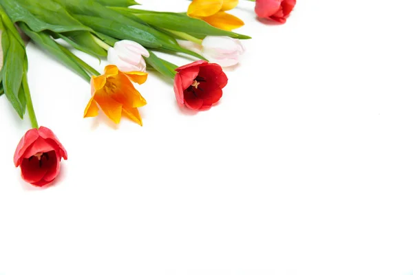 Beautiful tender tulips — Stock Photo, Image