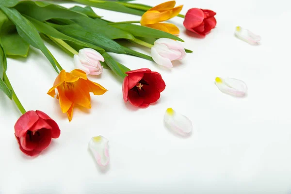 Beautiful tender tulips — Stock Photo, Image