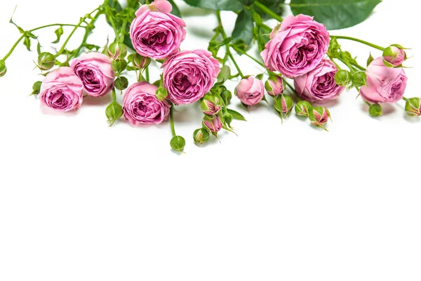 Schöne rosa Rosen — Stockfoto