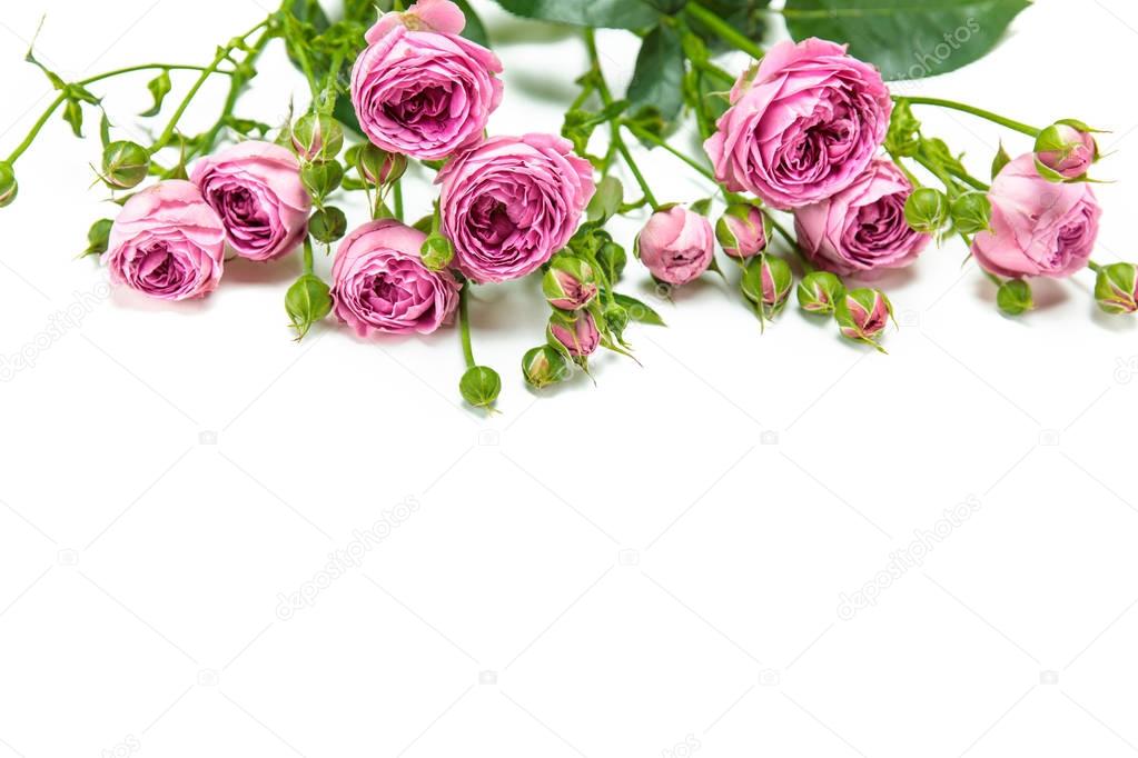 Beautiful pink roses