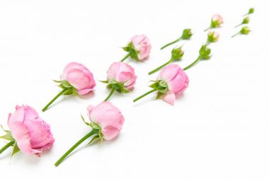Güzel pembe güller