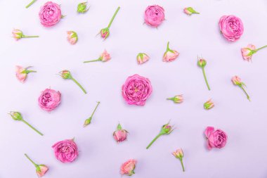 Güzel pembe güller