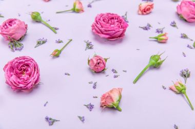 Güzel pembe güller