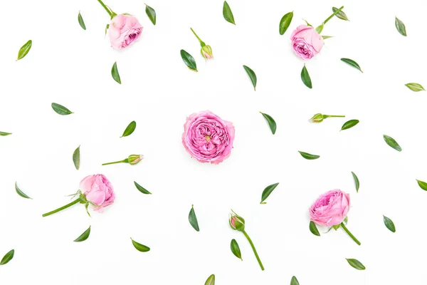 Prachtige roze rozen — Stockfoto