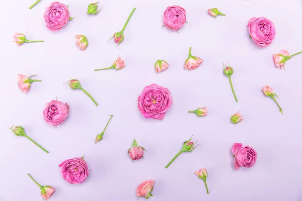 Hermosas rosas rosadas — Foto de Stock