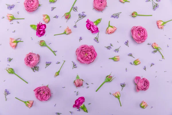 Beautiful pink roses — Stock Photo, Image