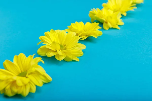 Hermosas flores amarillas - foto de stock