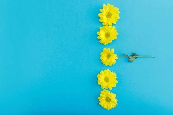 Красиві жовті квіти — стокове фото