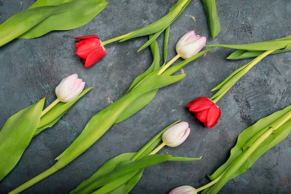 Belles tulipes tendres — Photo de stock