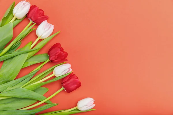Hermosos tulipanes tiernos - foto de stock