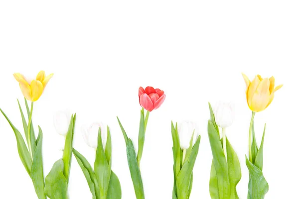 Beautiful tender tulips — Stock Photo