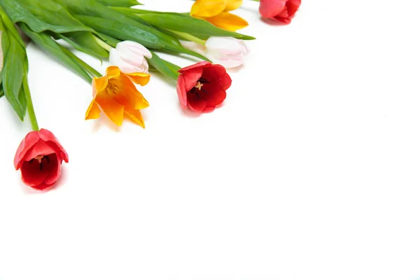 Hermosos tulipanes tiernos - foto de stock