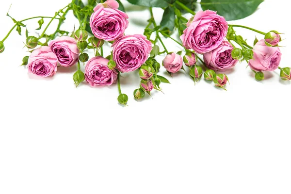 Hermosas rosas rosadas - foto de stock