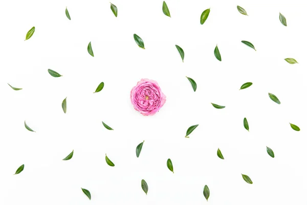 Beautiful pink rose — Stock Photo