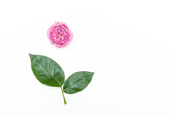 Beautiful pink rose — Stock Photo