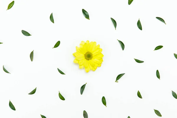 Belle fleur jaune — Photo de stock