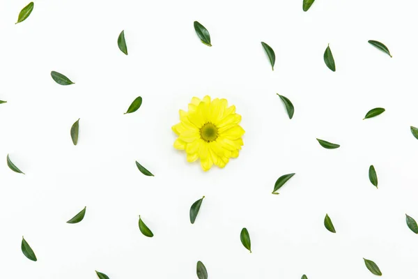 Schöne gelbe Blume — Stockfoto