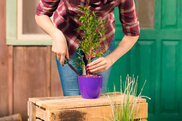Close-up partial view of young gardener in checkered shirt cultivated plant in pot — Stock Photo, Image