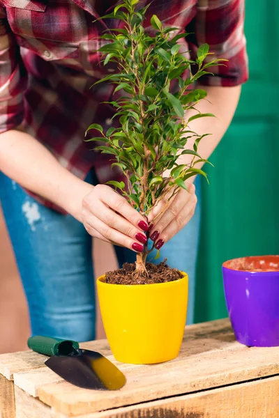 女性のクローズ アップ眺め栽培植物をポットで — ストック写真