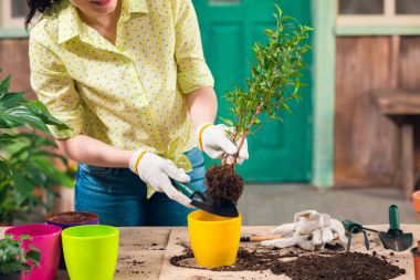 cropped view of woman transplanting plant in new flowerpot on porch   clipart