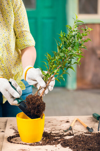 cropped view of woman transplanting plant in new flowerpot on porch  