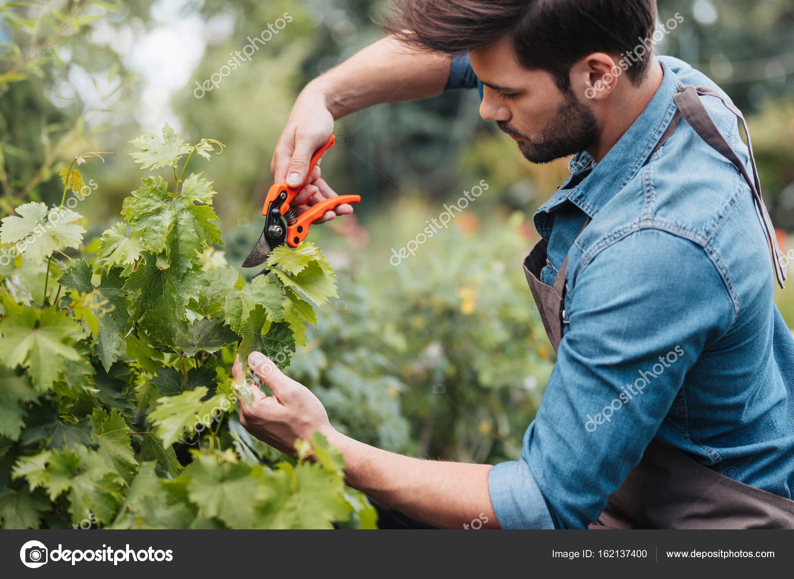Gardener with pruning shears cutting plant Stock Photo by