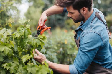 gardener with pruning shears cutting plant clipart