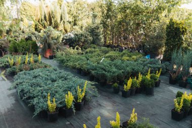 çeşitli bitkiler ile boş garden