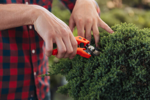 gardener cutting bush with pruning shears