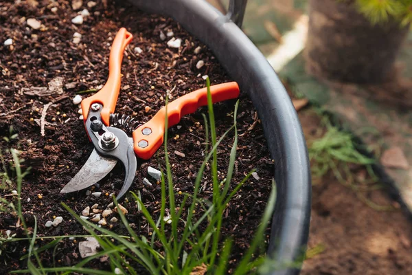 Gartenschere im Blumentopf — Stockfoto