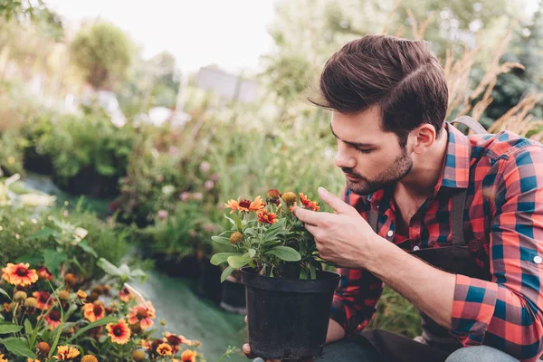 Jardineiro segurando flor em vaso de flores — Fotografia de Stock