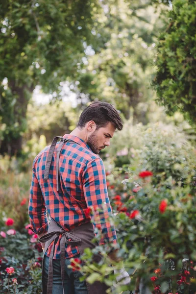 Садовник в фартуке прогулка в саду — стоковое фото