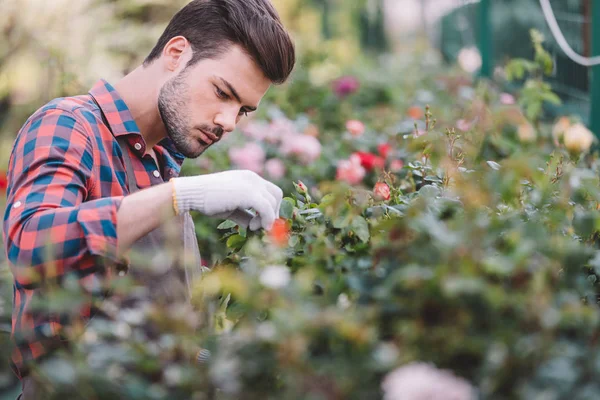 Jardineiro verificando plantas durante o trabalho — Fotografia de Stock