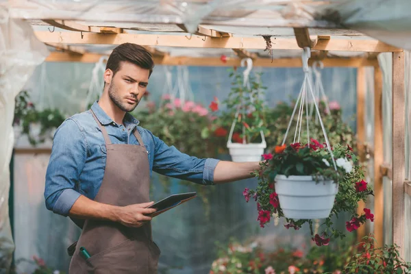 Gardener with tablet in greenhouse — Stock Photo, Image