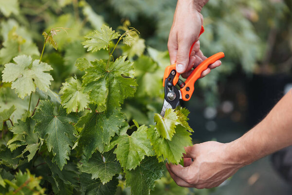 gardener cutting leaves with pruning shears