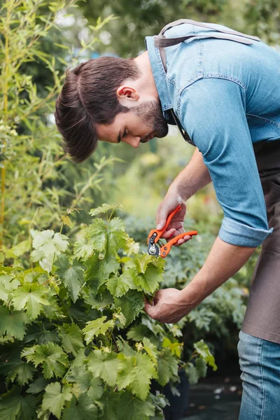 Tukang kebun dengan gunting pemangkasan memotong tanaman — Stok Foto