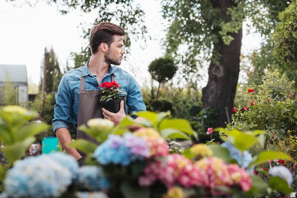 Jardineiro segurando flor em vaso de flores — Fotografia de Stock
