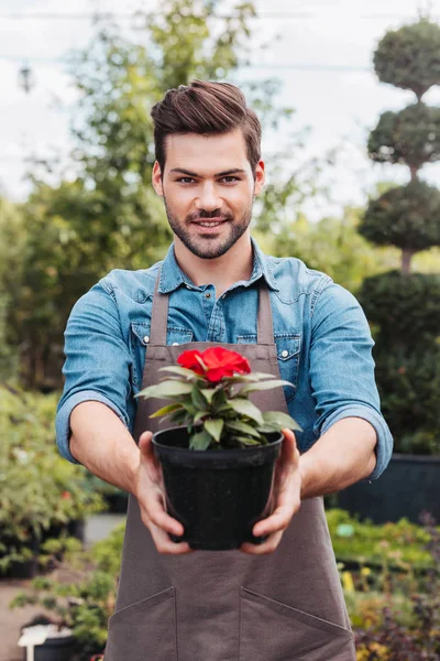 Jardineiro segurando flor em vaso de flores — Fotografia de Stock