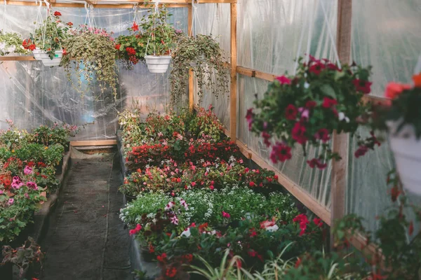 Various flowers in greenhouse — Stock Photo, Image