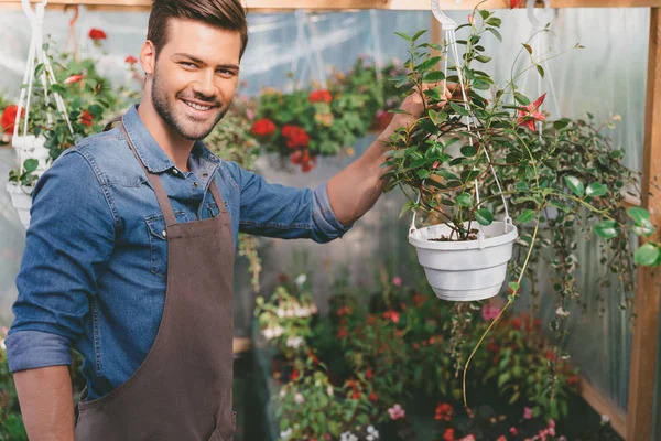 Jardineiro verificando plantas em estufa — Fotografia de Stock