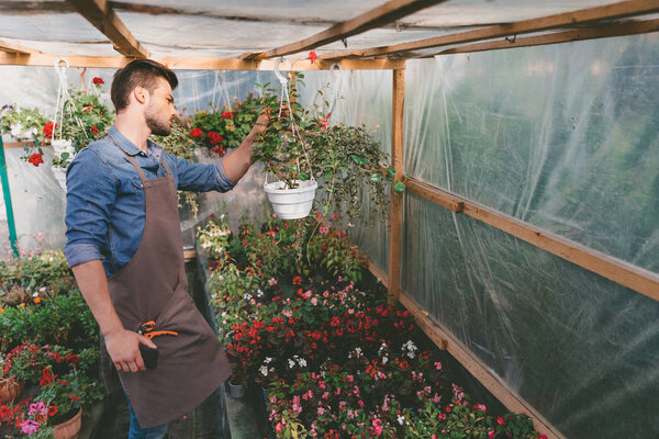gardener checking plants in greenhouse