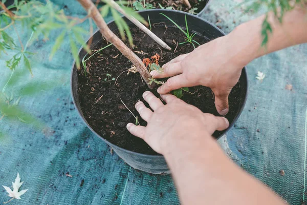 Jardinero planta de plantación en cubo — Foto de Stock