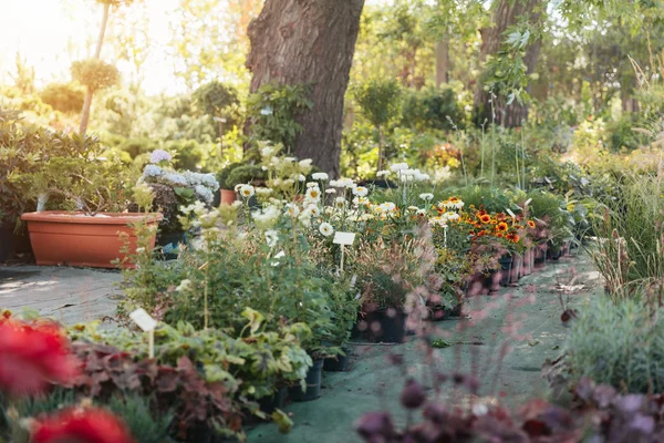 Leerer Garten mit verschiedenen Pflanzen — Stockfoto