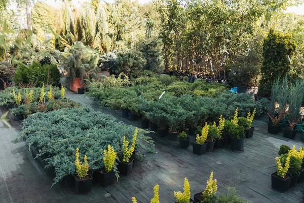 Leerer Garten mit verschiedenen Pflanzen — Stockfoto