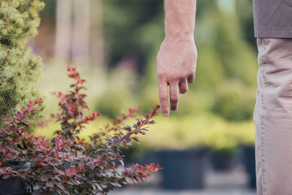 Ο άνθρωπος αγγίζει το φυτό στον κήπο — Φωτογραφία Αρχείου