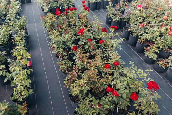 Red roses in flowerpots in greenhouse — Stock Photo, Image