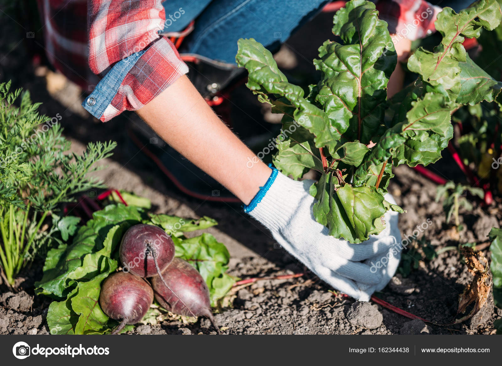 огород весной. огород весной. работа в огороде. осенний огород. картофель на грядке.