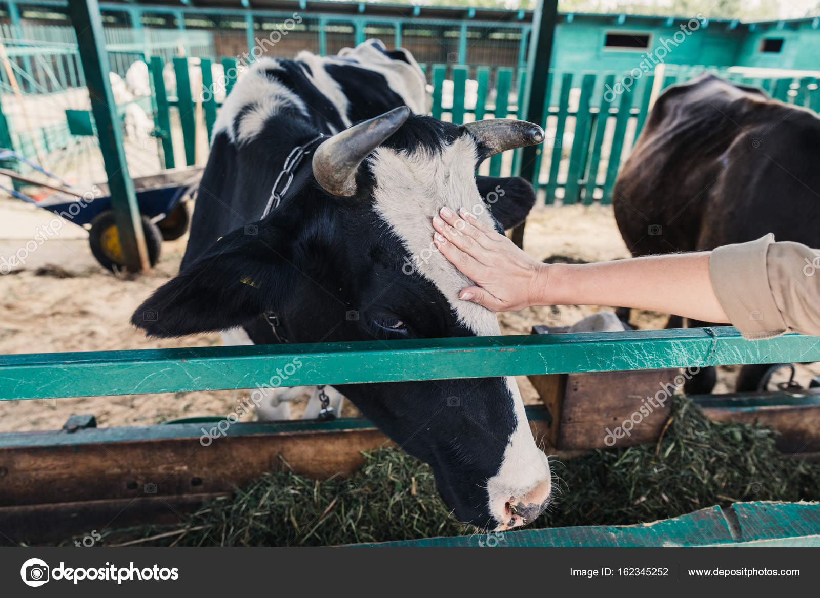 农民用他的手喂牛 库存照片. 图片 包括有 提供, 的协助, 特写镜头, 种田, 养料, 蛋白质, 行业 - 235007120
