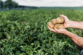 brambory hospodářství zemědělce v oblasti