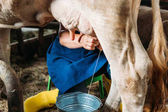 farmer milking cow